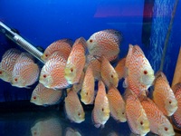 CHILTON AQUATICS. WE ARE THE AQUATIC SPECIALISTS. LARGEST RANGE OF FISH AND AQUATIC GOODS IN THE NORTH OF ENGLAND. BEST QUALITY AND BEST PRICES