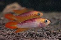 CHILTON AQUATICS. WE ARE THE AQUATIC SPECIALISTS. LARGEST RANGE OF FISH AND AQUATIC GOODS IN THE NORTH OF ENGLAND. BEST QUALITY AND BEST PRICES