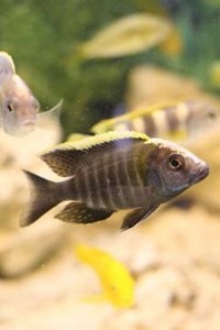 CHILTON AQUATICS. WE ARE THE AQUATIC SPECIALISTS. LARGEST RANGE OF FISH AND AQUATIC GOODS IN THE NORTH OF ENGLAND. BEST QUALITY AND BEST PRICES
