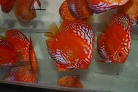 CHILTON AQUATICS. WE ARE THE AQUATIC SPECIALISTS. LARGEST RANGE OF FISH AND AQUATIC GOODS IN THE NORTH OF ENGLAND. BEST QUALITY AND BEST PRICES