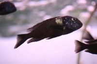 CHILTON AQUATICS. WE ARE THE AQUATIC SPECIALISTS. LARGEST RANGE OF FISH AND AQUATIC GOODS IN THE NORTH OF ENGLAND. BEST QUALITY AND BEST PRICES