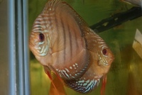 CHILTON AQUATICS. WE ARE THE AQUATIC SPECIALISTS. LARGEST RANGE OF FISH AND AQUATIC GOODS IN THE NORTH OF ENGLAND. BEST QUALITY AND BEST PRICES