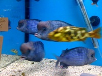 CHILTON AQUATICS. WE ARE THE AQUATIC SPECIALISTS. LARGEST RANGE OF FISH AND AQUATIC GOODS IN THE NORTH OF ENGLAND. BEST QUALITY AND BEST PRICES