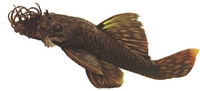 CHILTON AQUATICS. WE ARE THE AQUATIC SPECIALISTS. LARGEST RANGE OF FISH AND AQUATIC GOODS IN THE NORTH OF ENGLAND. BEST QUALITY AND BEST PRICES