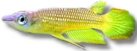 CHILTON AQUATICS. WE ARE THE AQUATIC SPECIALISTS. LARGEST RANGE OF FISH AND AQUATIC GOODS IN THE NORTH OF ENGLAND. BEST QUALITY AND BEST PRICES