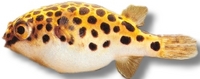 CHILTON AQUATICS. WE ARE THE AQUATIC SPECIALISTS. LARGEST RANGE OF FISH AND AQUATIC GOODS IN THE NORTH OF ENGLAND. BEST QUALITY AND BEST PRICES