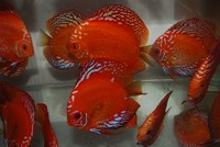 CHILTON AQUATICS. WE ARE THE AQUATIC SPECIALISTS. LARGEST RANGE OF FISH AND AQUATIC GOODS IN THE NORTH OF ENGLAND. BEST QUALITY AND BEST PRICES