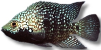 CHILTON AQUATICS. WE ARE THE AQUATIC SPECIALISTS. LARGEST RANGE OF FISH AND AQUATIC GOODS IN THE NORTH OF ENGLAND. BEST QUALITY AND BEST PRICES