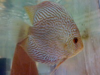 CHILTON AQUATICS. WE ARE THE AQUATIC SPECIALISTS. LARGEST RANGE OF FISH AND AQUATIC GOODS IN THE NORTH OF ENGLAND. BEST QUALITY AND BEST PRICES