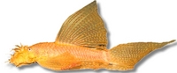 CHILTON AQUATICS. WE ARE THE AQUATIC SPECIALISTS. LARGEST RANGE OF FISH AND AQUATIC GOODS IN THE NORTH OF ENGLAND. BEST QUALITY AND BEST PRICES