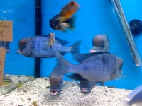 CHILTON AQUATICS. WE ARE THE AQUATIC SPECIALISTS. LARGEST RANGE OF FISH AND AQUATIC GOODS IN THE NORTH OF ENGLAND. BEST QUALITY AND BEST PRICES