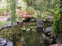 Good home to unwanted koi and pond fish. 18,000ltr pond