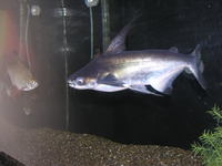PAROON SHARK
