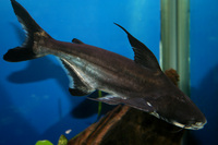PAROON SHARK