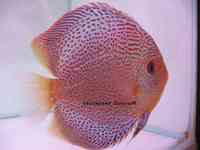 LEICESTER DISCUS Importer & Breeder of Show Quality Discus. Specialist in Spotted types