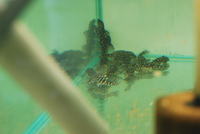 L136B Pleco