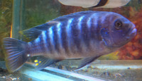 Free to Collector - Female Blue Zebra
