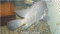 18inch Wolf and 10inch Texan Cichlid for sale.