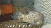 18inch Wolf and 10inch Texan Cichlid for sale.