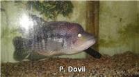 18inch Wolf and 10inch Texan Cichlid for sale.
