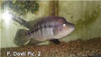 18inch Wolf and 10inch Texan Cichlid for sale.