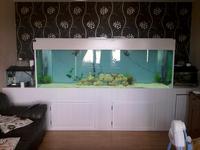 8 foot Fish tank with 2 sumps lid lights pumps loads of stuff