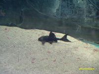 6 inches + adonis £85.00 or swop stingrays ,peacock bass,snakeheads,catfish.tigerfish,datniods