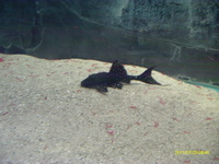 6 inches + adonis £85.00 or swop stingrays ,peacock bass,snakeheads,catfish.tigerfish,datniods