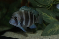3 Frontosa Kipili Blue approx 3-4”. (LIVERPOOL) £20 IF GONE THIS WEEKEND DUE TO MOVING