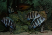 3 Frontosa Kipili Blue approx 3-4”. (LIVERPOOL) £20 IF GONE THIS WEEKEND DUE TO MOVING