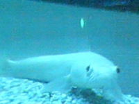 rare albino channa striata - albino snakehead