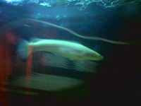 rare albino channa striata - albino snakehead