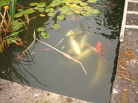 closing down pond koi carp and goldfish for sale entire contents £150