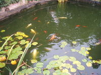 closing down pond koi carp and goldfish for sale entire contents £150