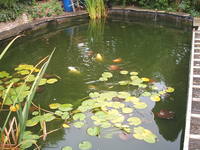 closing down pond koi carp and goldfish for sale entire contents £150