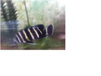 Tilapia Buttikoferi 8 – 9 inches