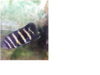 Tilapia Buttikoferi 8 – 9 inches