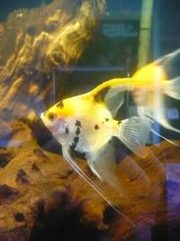 GREEN PHANTOM PLEC, ANGELS & PEARL GOURAMIS