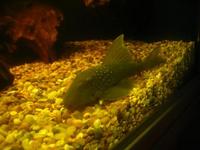 GREEN PHANTOM PLEC, ANGELS & PEARL GOURAMIS