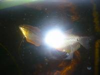 GREEN PHANTOM PLEC, ANGELS & PEARL GOURAMIS