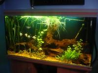 GREEN PHANTOM PLEC, ANGELS & PEARL GOURAMIS