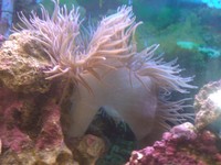 Fluval 180 liter marine set up with stand,fish & anemone