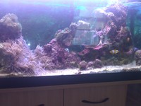 Fluval 180 liter marine set up with stand,fish & anemone