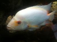 10 inch red devil midas cichlid