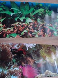 £2 for 2 doublesided waterproof wallpaper for your fish tank