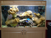 large marine aquarium with sump tank