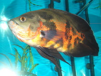 The Fish Forum - the friendly fish forum
