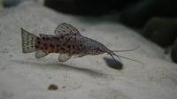 The Fish Forum - the friendly fish forum