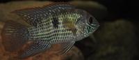 The Fish Forum - the friendly fish forum