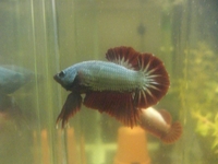 The Fish Forum - the friendly fish forum